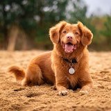 cute dog picture